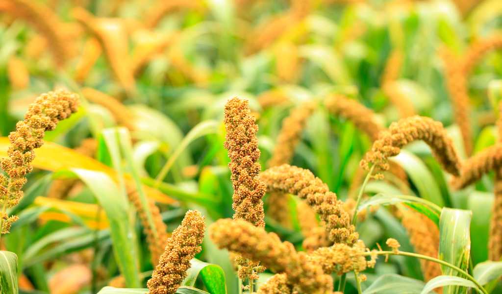 🌾 Agro Commodities